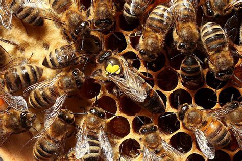  Queen Bee: Can You Rule the Hive With Stingers and Strategy?